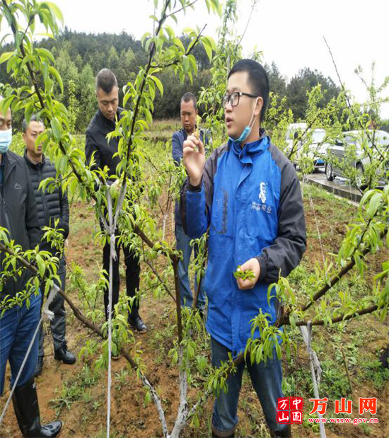 技术人员讲解蜂糖李防虫,拉枝等管理技术